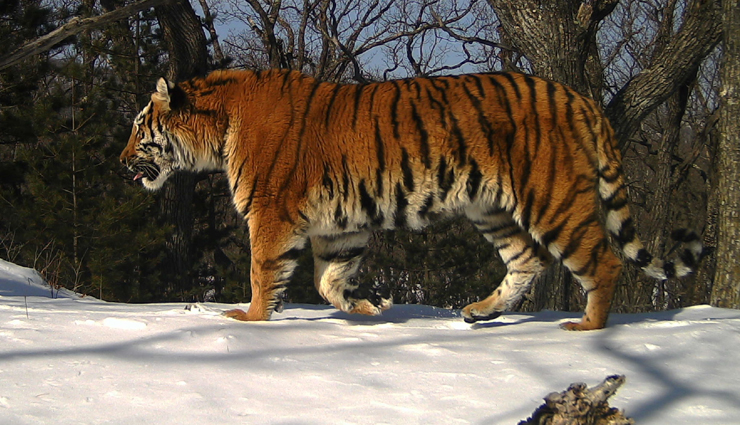 places to spot tigers,spotting tigers around the world,best tiger safari destinations,tiger-watching locations globally,top spots to see tigers in the wild,where to find tigers in the world,tiger sighting hotspots,best tiger habitats for wildlife enthusiasts,famous tiger reserves around the globe,exciting tiger-spotting locations worldwide