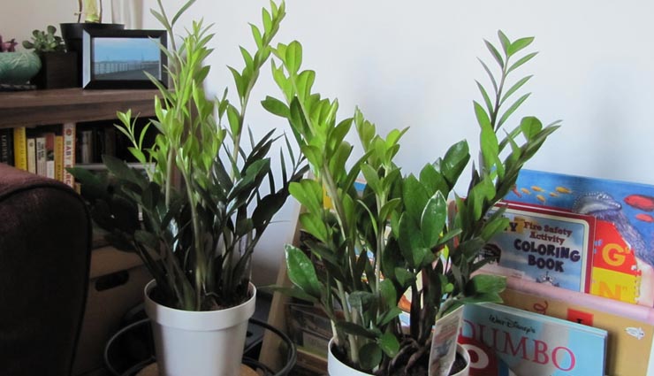 4 indoor plants for dark rooms,philodendron,heartleaf,pothos,zz plant,parlor palm