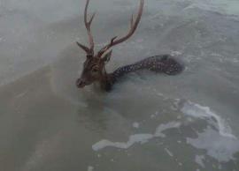 நாய்கள் துரத்தியதால் கடலில் குதித்து உயிருக்கு பேராடிய மான் மீட்பு

