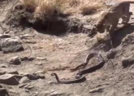 மலைப்பாம்பை வேட்டையாடிய சிறுத்தை; வைரலாகும் வீடியோ