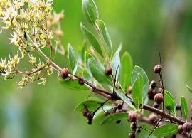 உடல் உஷ்ணத்தை போக்கும் மருத்துவக்குணம் கொண்ட மருதாணி