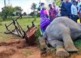 மின்சாரம் பாய்ந்து காட்டு ஆண் யானை பலியானது