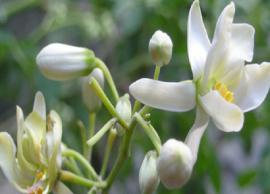 இரும்புச்சத்து நிறைந்த முருங்கைப்பூவில் பொரியல் செய்து பாருங்கள்