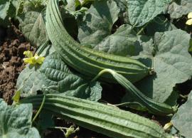 நார்ச்சத்து நிறைந்த பீர்க்கங்காய் அளிக்கும் நன்மைகள்!!!