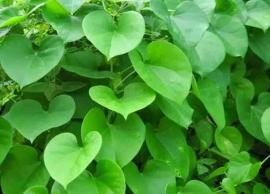 எடை குறைக்க உதவும் சீந்தில் கொடி சாறு