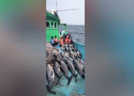 சுறாவகை மீன்களை வேட்டையாடியதாக மீனவர்கள் 10 பேர் கைது