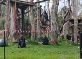 மன்னர் சார்லஸின் முடிசூட்டு விழாவை ஒட்டி உயிரியல் பூங்காக்கள் அலங்கரிப்பு
