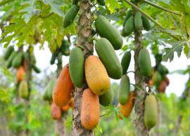 பப்பாளிப்பழத்தை தினமும் சாப்பிடுவதால் கிடைக்கும் நன்மைகள்