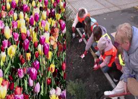 உக்ரைன் நாட்டு பள்ளிகளுக்கு துலிப் மலர்கள் அனுப்பிய நெதர்லாந்து தன்னார்வலர்கள்