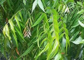 பொடுகு பிரச்னையை முற்றிலும் தீர்க்க உதவும் வேப்பிலை கொழுந்து எண்ணெய்