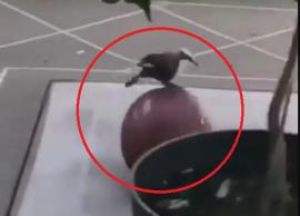 பெரிய பந்தை லாவகமாக உருட்டி விளையாடும் பறவை