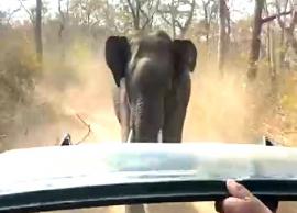 காரை விடாமல் துரத்திய காட்டு யானையால் பரபரப்பு