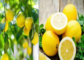 பல்வேறு பாதிப்புக்களுக்கு தீர்வுகளை வழங்கும் ஆற்றல் எலுமிச்சைக்கு உண்டு