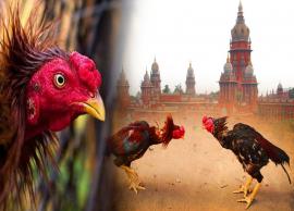 நிபந்தனைகளுடன் சேவல் சண்டை நடத்த நீதிமன்றம் அனுமதி