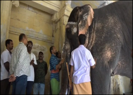மதுரை கோயில் யானை பார்வதிக்கு உடல்நலக்குறைவு... மருத்துவர்கள் தீவிர சிகிச்சை