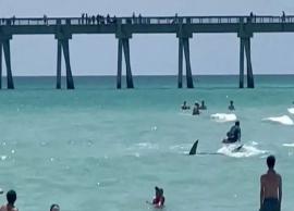 நவரே கடற்கரையில் மக்கள் குளித்த பகுதிக்கு வந்த சுறா மீன்