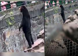 வனவிலங்கு பூங்காவில் உள்ள கரடி உண்மையா? வேடமிட்ட மனிதர்களா?