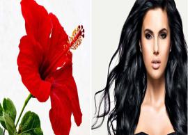 தலைமுடி உதிர்வுக்கு தீர்வை அளிக்கும் செம்பருத்தி சீரம்