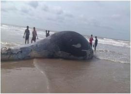 மேற்குவங்கத்தில் இறந்து கரை ஒதுங்கிய 35 அடி நீளமுள்ள திமிங்கலம்