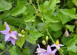 தூதுவளையின் இலை, காய், பூ, பழத்தில் உள்ள மருத்துவ குணங்கள்