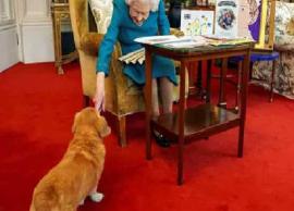 மறைந்த ராணியின் வளர்ப்பு நாய்கள் பராமரிப்பு குறித்த தகவல்