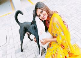 செல்லப்பிராணிகளுடன் நேரத்தை செலவிடும்போது ரத்த அழுத்தம் குறைகிறது