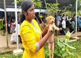 தெரு நாய்கள் குறித்து பள்ளி மாணவி மாவட்ட ஆட்சியரிடம் அளித்த கோரிக்கை மனு