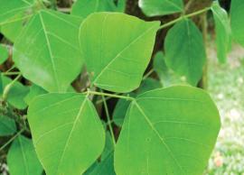 கல்யாண முருங்கை இலை அடை செய்முறை