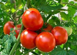 டெல்லி, புறநகர் பகுதிகளில் தள்ளுபடி விலையில் தக்காளி விற்பனை செய்ய நடவடிக்கை