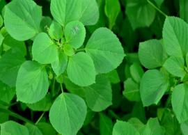 அவசியம் தெரிந்து கொள்ள வேண்டிய சில மருத்துவக்குறிப்புகள்