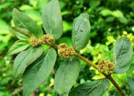 அம்மான் பச்சரிசி தாவரத்தில் அடங்கியுள்ள மருத்துவக்குணங்கள்