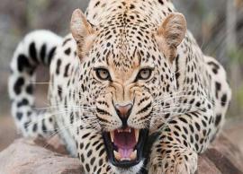 காட்டுப்பகுதியில் இருந்து ஊருக்குள் புகுந்த சிறுத்தையால் பரபரப்பு