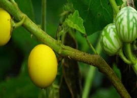 சிறந்த நோய் தீர்க்கும் மருத்துவ குணம் கொண்ட கண்டங்கத்திரி