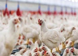 நடப்பாண்டில் பறவை காய்ச்சலுக்கு அமெரிக்காவில் 5 கோடி பறவைகள் உயிரிழப்பு