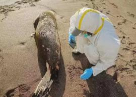 பெருவில் பறவை காய்ச்சல் பாதிப்பு... பென்குயின்கள் இறந்தன