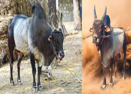 அந்தியூர் கால்நடை சந்தை காங்கேயம் காளைகள் ஒரு ஜோடி லட்சக்கணக்கில் விற்பனை