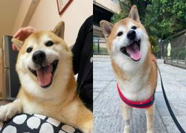 நெட்டிசன்கள் மத்தியில் பிரபலமான சீம்ஸ் நாய் உயிரிழந்தது