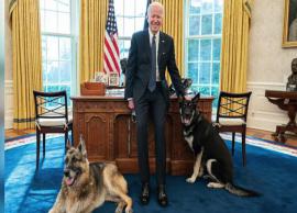 அதிபர் ஜோ பைடனின் வளர்ப்பு நாய் பாதுகாப்பு படை வீரரை கடித்ததால் பரபரப்பு