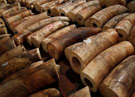 பறிமுதல் செய்யப்பட்ட கடத்தல் தந்தங்கள் அழிப்பு