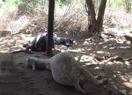 யாழ்ப்பாணம் பகுதியில் சிறுத்தை கடித்து 9 ஆடுகள் பலி