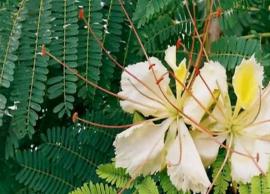 முடக்கு வாத நோய்களை தீர்க்க உதவும் வாதநாராயணன் கீரை