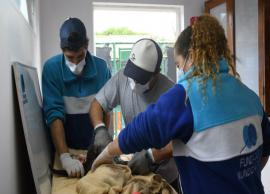 கழுத்தில் பிளாஸ்டிக் வளையம் சிக்கி காயமடைந்த கடல் சிங்கம் மீட்பு