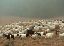 காட்டுத்தீ பரவலை கட்டுப்படுத்த காய்ந்த புற்களை ஆடுகளை விட்டு மேய விடும் நடவடிக்கை