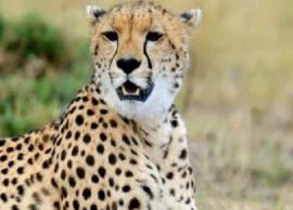 சிறுத்தைகள் நடமாட்டத்தால் கிராம மக்கள் அச்சம்