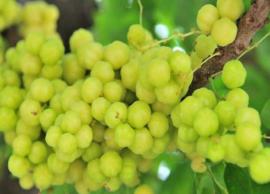 சிறு நெல்லியில் தொக்கு செய்வது எப்படி?