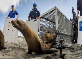 கழுத்தில் பிளாஸ்டிக் வளையம் சிக்கி காயமடைந்த கடல் சிங்கம் மீட்பு