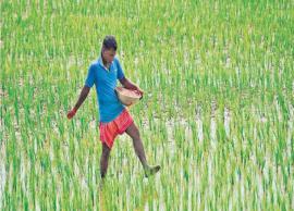 125 ஏக்கரில் விதைப்பு செய்த நெல் முளைக்காததால் விவசாயிகள் அதிர்ச்சி