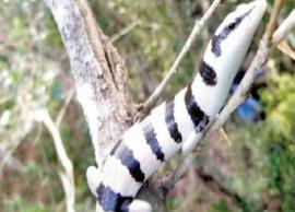 இலங்கைக்கே உரித்தான அரிய வகை அரணை கண்டுபிடிப்பு