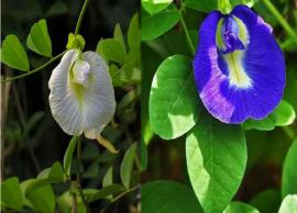 அனைத்து பாகங்களிலும் அற்புத மருத்துவகுணம் கொண்ட சங்குப்பூ