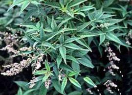 நொச்சி இலையின் அற்புதமான மருத்துவ பயன்கள் குறித்து தெரிந்து கொள்ளுங்கள்